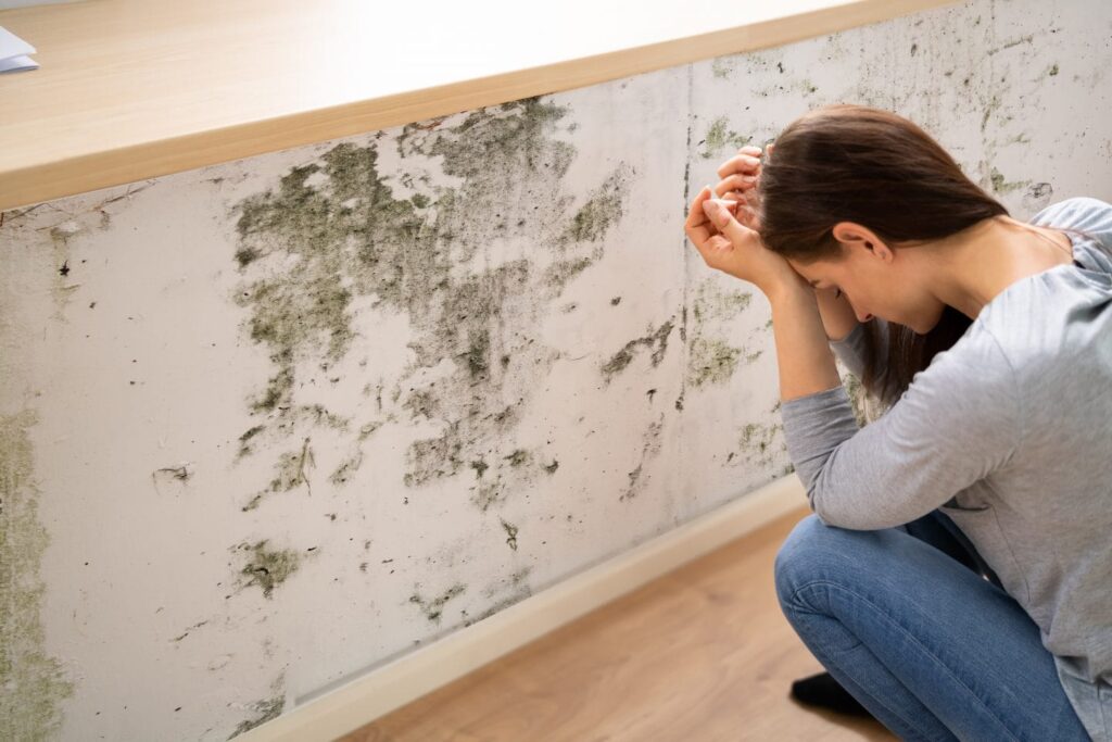 mould removal
